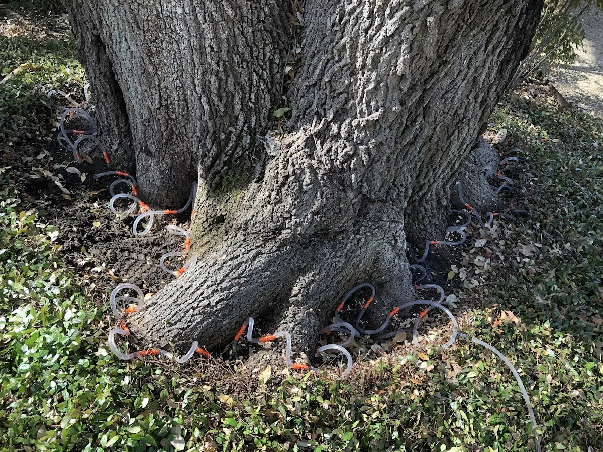 Detailed Tree Cabling and Bracing job site in New Ellenton