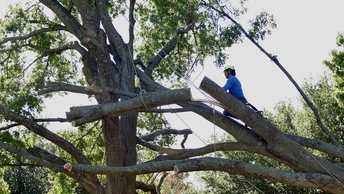 Professional Crown Thinning performed by certified arborists in New Ellenton