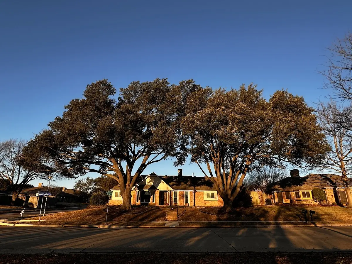 Established residential canopy tree shading a home in New Ellenton